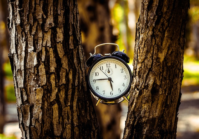 a black analog alarm clock is sandwiched between two tree trunks