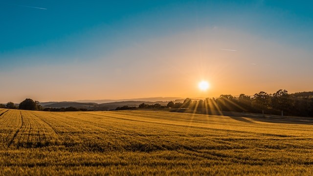 yellow field with sunset