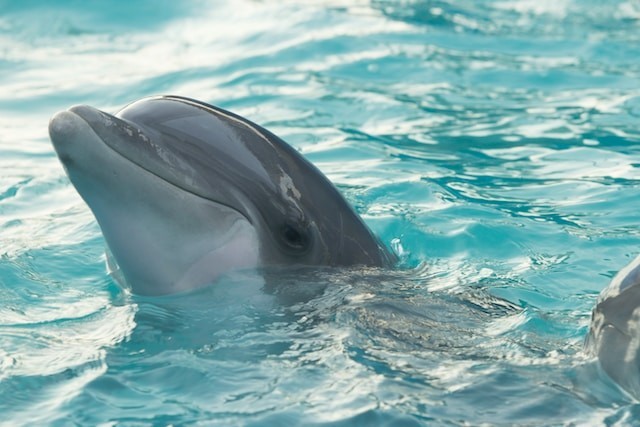 dolphin looking from a water